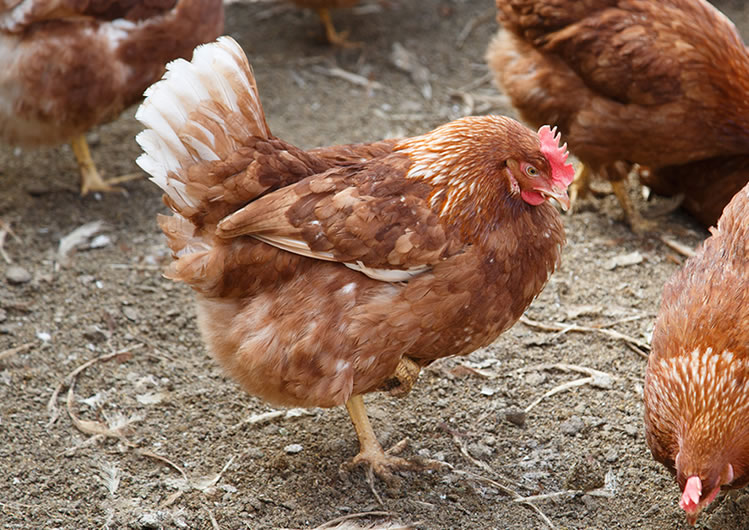 平飼いで育てたボリスブラウンの新鮮な卵 - その他